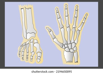 Colored sketches and drawings, depictions of human bones on the left side of the hand and foot.