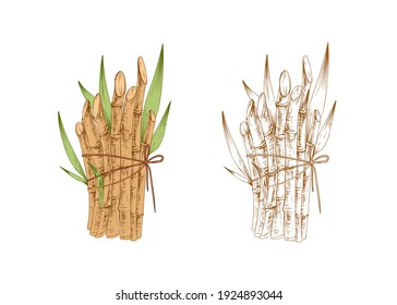 Los tallos y brotes de caña de azúcar y el bosquejo de caña de azúcar. Dos lotes de plantas encuadernadas. Elementos botánicos contorneados. Ilustración vectorial dibujada a mano aislada en fondo blanco