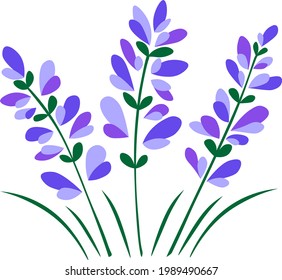 Colored stylized lavender. Abstract lavender flowers bouquet