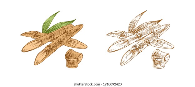 Colored sugarcane stalks and outlined sketch of sugar cane. Contoured parts of plant. Hand-drawn vector illustration isolated on white background