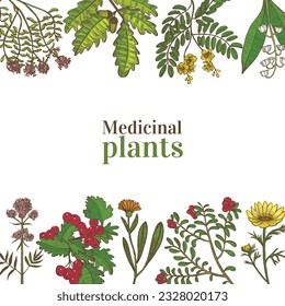 Colored Template with Medicinal Plants. Floral Composition in Hand-Drawn Style for Banners Fliers Posters Surface Design Cosmetic. Vector Illustration