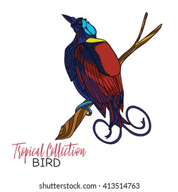 Colored tropical bird. Vector illustration.