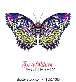 Colored Tropical butterfly. Vector illustration.