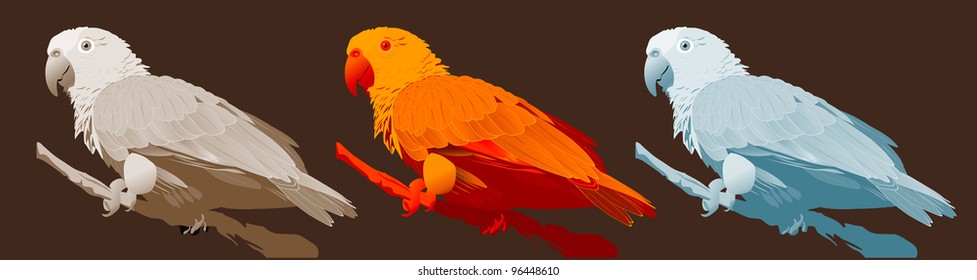 colored tropical parrots (vector image)