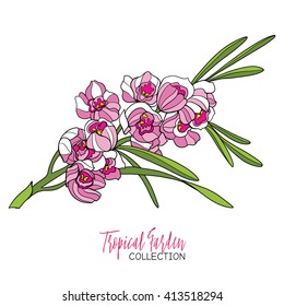 Colored tropical plant. Vector illustration. 
