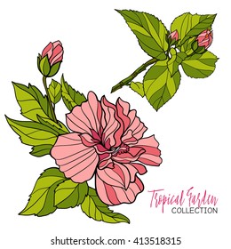 Colored tropical plant. Vector illustration. 