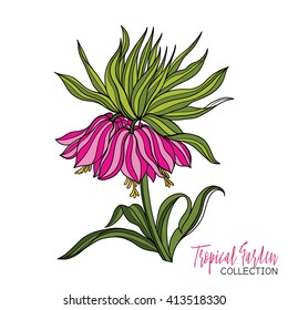 Colored tropical plant. Vector illustration. 