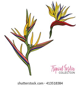 Colored tropical plant. Vector illustration. 