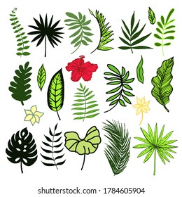Colored tropical set. Hand drawn sketches of leaves of tropical trees. Vector illustration.  