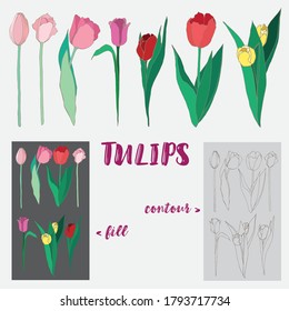 Colored tulips vector set. Vector flowers with contour and fill, contour only, fill only. Hand-drawn floral illustration.