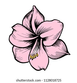 Colored vector amaryllis flower with black line contour.