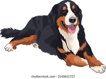 Colored vector drawing of a dog breed sennenhund.