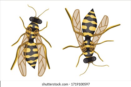 Colored vector Illustration in cartoon style with Insect Wasp, top view. close-up Flying insect Isolated on white backdrop. Summer Stock vector sketch of Wasp or bumblebee