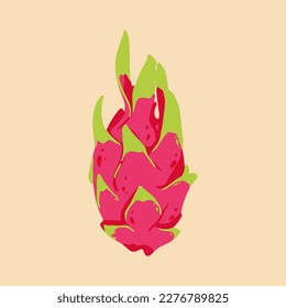 Colored vector illustration of  dragon fruit. For cosmetic package design, medicinal herb, treating, half care, prints. Design element  for fabric, textile, clothing, wrapping paper, wallpaper