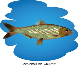 colored vector illustration of fish