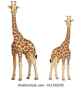 Colored vector illustration of a giraffe. Isolated objects on white.