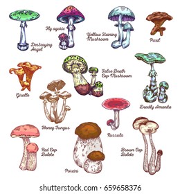 Mushroom Name Images, Stock Photos & Vectors | Shutterstock