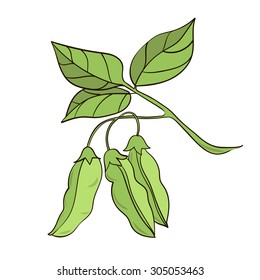 Colored vector illustration of a soy plants isolated on white background
