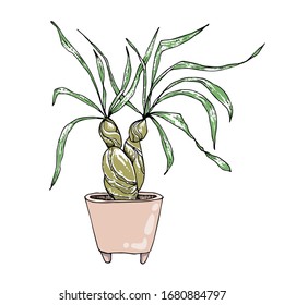Colored vector indoor flower
in pot on a white background.  Colorized sketch Isolated on a white background.