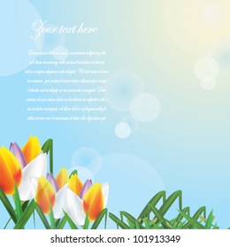 Colored vector poster with tulip