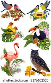 Colored vector set with birds.Bright birds with floral decor on a transparent background in a colored vector set.