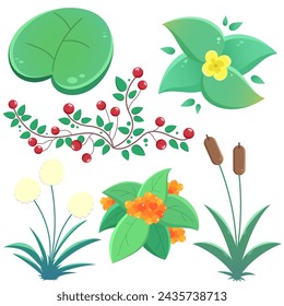 Colored vector set of illustrations with various marsh plants. Water lily, reeds, berries