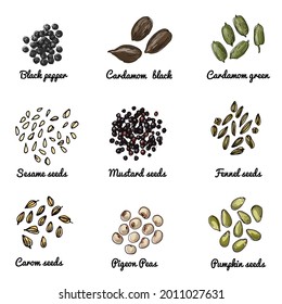 Colored vector sketch of food nuts and cereals. Black pepper, cardamom, sesame seeds, pigeon, carom, pumpkin 