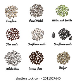 Colored vector sketch of food nuts and cereals. Sorghum, pearl millet, flax seeds, sunflower seeds, rice, bulgur