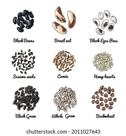 Esbozo vectorial de los frutos de cáscara y los cereales. Judías negras, nueces de brasil, semillas de sésamo, comino, gramo entero, trigo sarraceno