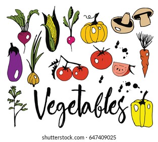 Colored vector sketch of vegetables. Sweet pepper, tomato, tomato in a cut, mushrooms, eggplant, onion, parsley, radish, pumpkin, cherry tomatoes, carrots, corn, beets. Eco Food