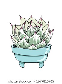 Colored vector succulent in flower pots on a white background. Different types of echeveria. Colorized sketch Isolated on a white background.
