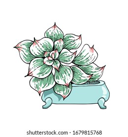 Colored vector succulent in flower pots on a white background. Different types of echeveria. Colorized sketch Isolated on a white background.
