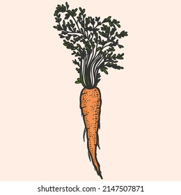 Colored vegetable, carrot. Line art sketch picture. Hand drawn.