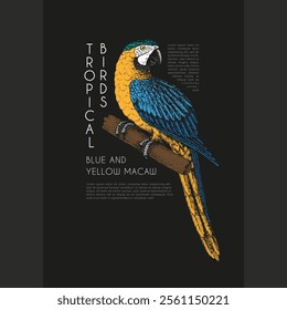 Colored vintage label with pen and ink hand drawn sketch of blue and yellow macaw parrot. For dark background. Vector illustration.