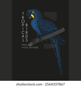 Colored vintage label with pen and ink hand drawn sketch of hyacinthine macaw parrot. For dark background. Vector illustration.