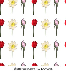colored white narcissus with stem and red tulips with roses seamless pattern on transparent background.