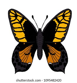 Colored yellow butterfly. Hand drawn. Vector illustration. 