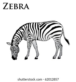 colored zebra eating vector illustration