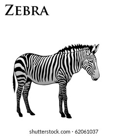colored zebra vector illustration