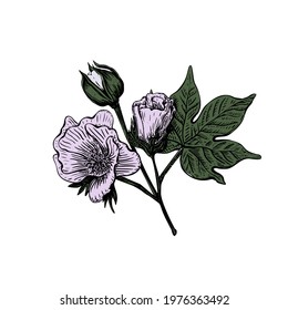 Colorf sketch cotton flower in vintage style on a white background. Vintage vector illustration. Decoration material. Decorative element. Graphic design element. Organic textiles. Vintage print.