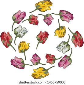 colorfiul tulip tangle isolated in vector