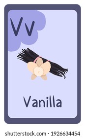 Colorful abc education flash card, Letter V - vanilla, sweet bakery spice, aroma. Alphabet vector illustration with food, fruits and vegetables. School, study, learning concept.