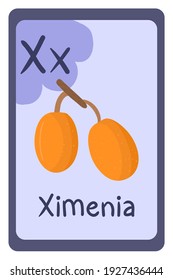 Colorful abc education flash card, Letter X - ximenia, orange fruit. Alphabet vector illustration with food, fruits and vegetables. School, study, learning concept.
