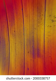 colorful abstract background with palm tree leaf pattern