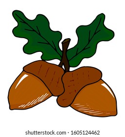 Colorful acorns with leaves on a white background doodle style. Hand-drawn vector illustration for badge, logo, sticker, print.