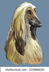 Colorful Afghan Hound vector hand drawing portrait. Isolated vector illustration on blue background. Vector realistic illustration.