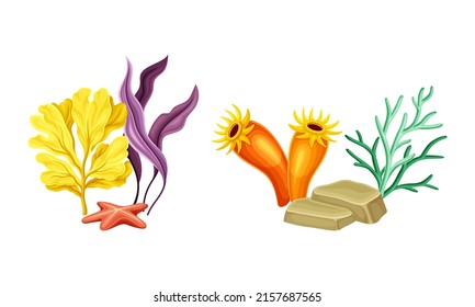 Colorful algae seaweed plants set. Undersea biodiversity flora cartoon vector illustration