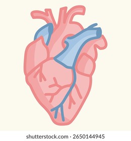 Colorful anatomical human heart vector illustration in pink and blue for biology, science education, healthcare infographics, or medical posters