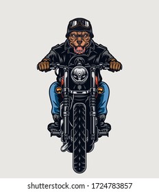 Colorful angry pitbull head motorcyclist in helmet and goggles riding motorbike in vintage style isolated vector illustration