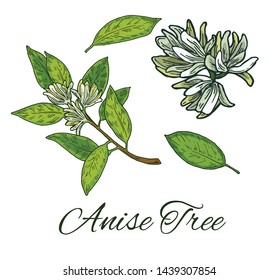 Colorful Anise Tree hand drawn set. Retro botanical line art. Medical herb and spice. Vintage raw Badyan branch with flowers and leaves. Herbal vector illustration isolated on white background